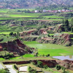 Terraced rice farming in Madagascar