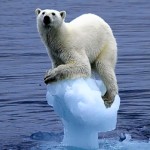 climate-change-ice-bear